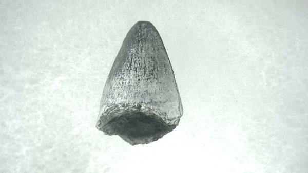 Genuine Pleistocene Alligator Tooth for Sale from Florida #25