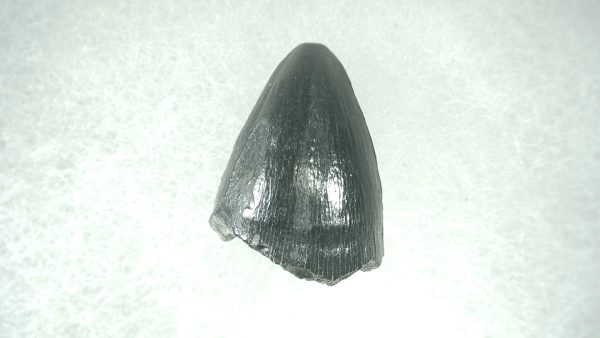 Genuine Pleistocene Alligator Tooth for Sale from Florida #25a