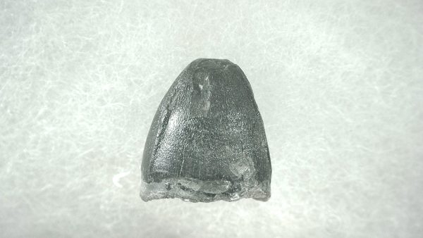 Genuine Pleistocene Alligator Tooth for Sale from Florida #26