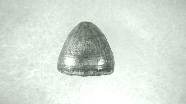 Genuine Pleistocene Alligator Tooth for Sale from Florida #27