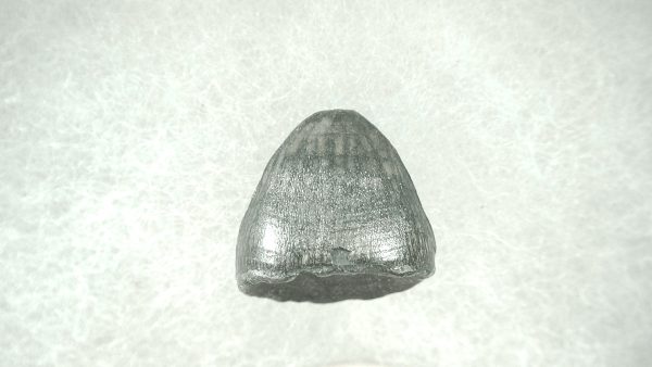 Genuine Pleistocene Alligator Tooth for Sale from Florida #27a