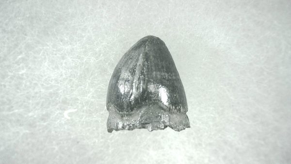 Genuine Pleistocene Alligator Tooth for Sale from Florida #28