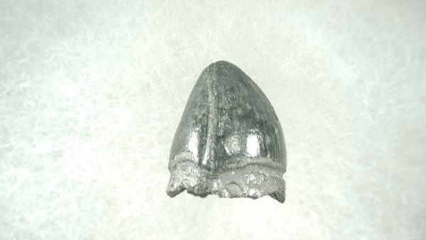 Genuine Pleistocene Alligator Tooth for Sale from Florida #28a