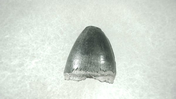 Genuine Pleistocene Alligator Tooth for Sale from Florida #29