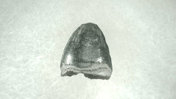 Genuine Pleistocene Alligator Tooth for Sale from Florida #29a