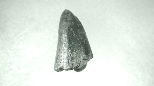 Genuine Pleistocene Alligator Tooth for Sale from Florida #2a