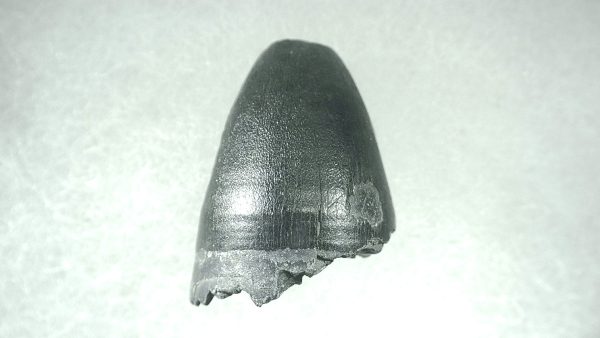 Genuine Pleistocene Alligator Tooth for Sale from Florida #3