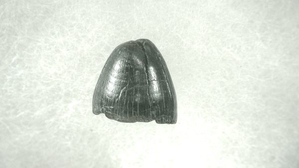 Genuine Pleistocene Alligator Tooth for Sale from Florida #30