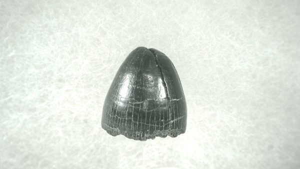 Genuine Pleistocene Alligator Tooth for Sale from Florida #30a