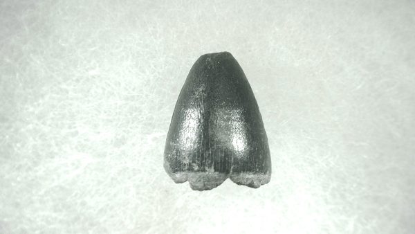 Genuine Pleistocene Alligator Tooth for Sale from Florida #31a