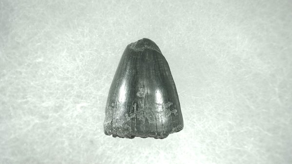 Genuine Pleistocene Alligator Tooth for Sale from Florida #32