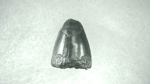 Genuine Pleistocene Alligator Tooth for Sale from Florida #32a