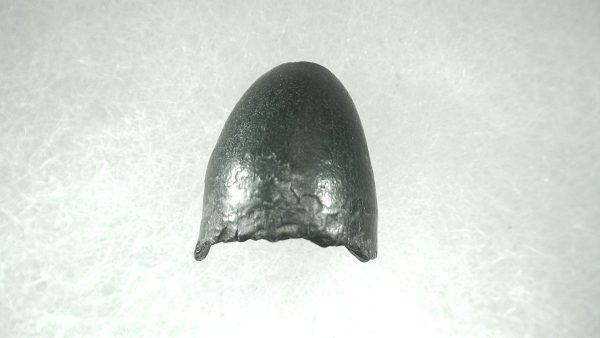 Genuine Pleistocene Alligator Tooth for Sale from Florida #33