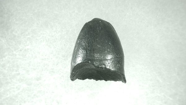 Genuine Pleistocene Alligator Tooth for Sale from Florida #33a