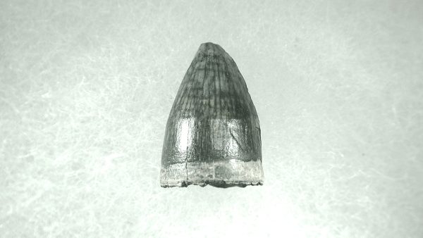 Genuine Pleistocene Alligator Tooth for Sale from Florida #34