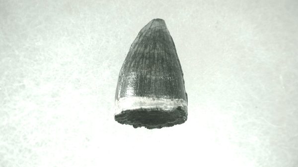 Genuine Pleistocene Alligator Tooth for Sale from Florida #34a