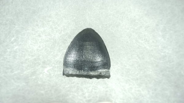 Genuine Pleistocene Alligator Tooth for Sale from Florida #35