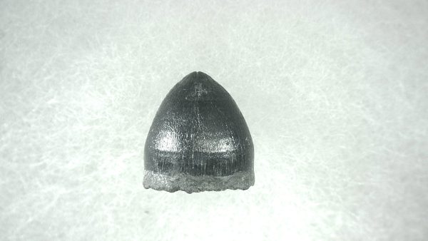 Genuine Pleistocene Alligator Tooth for Sale from Florida #35a