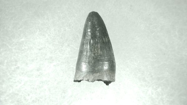 Genuine Pleistocene Alligator Tooth for Sale from Florida #36