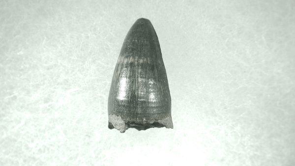 Genuine Pleistocene Alligator Tooth for Sale from Florida #36a