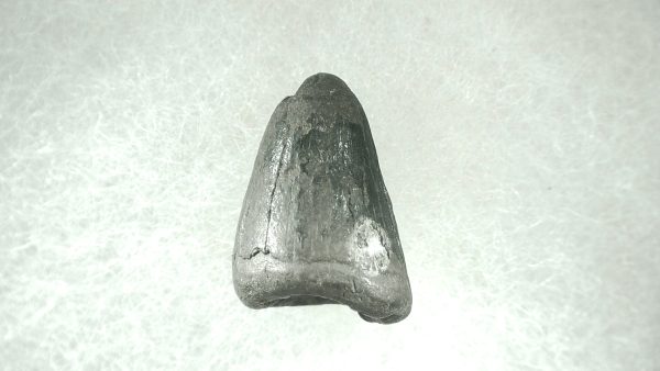 Genuine Pleistocene Alligator Tooth for Sale from Florida #38