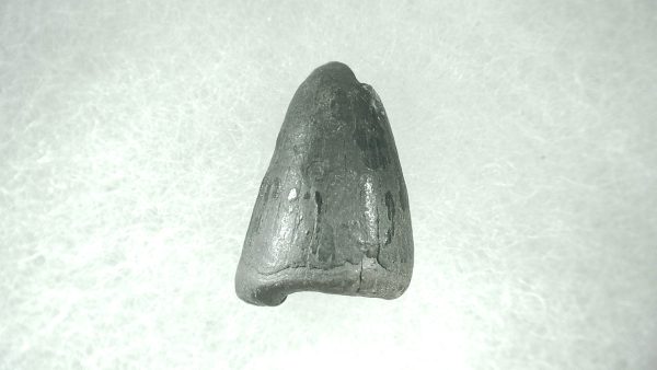 Genuine Pleistocene Alligator Tooth for Sale from Florida #38a