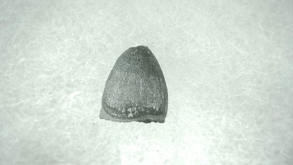 Genuine Pleistocene Alligator Tooth for Sale from Florida #39