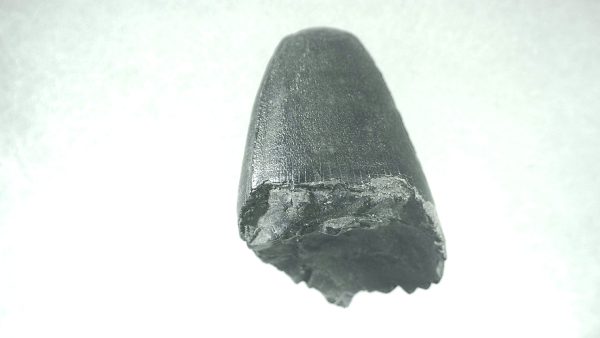 Genuine Pleistocene Alligator Tooth for Sale from Florida #3a