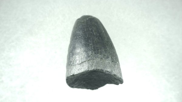 Genuine Pleistocene Alligator Tooth for Sale from Florida #4