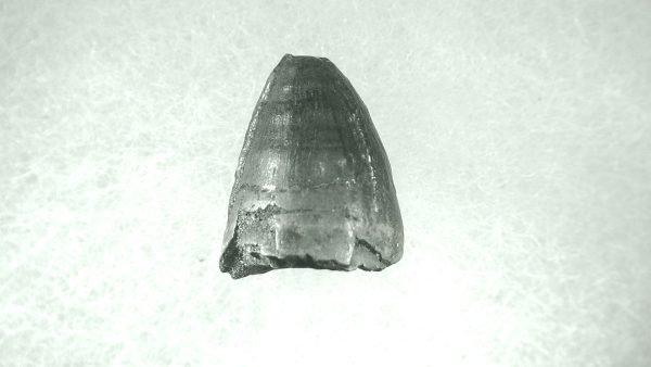 Genuine Pleistocene Alligator Tooth for Sale from Florida #40