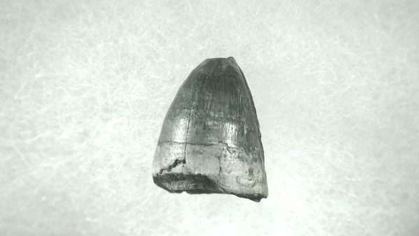 Genuine Pleistocene Alligator Tooth for Sale from Florida #40a