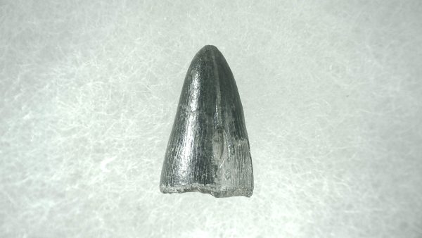 Genuine Pleistocene Alligator Tooth for Sale from Florida #41