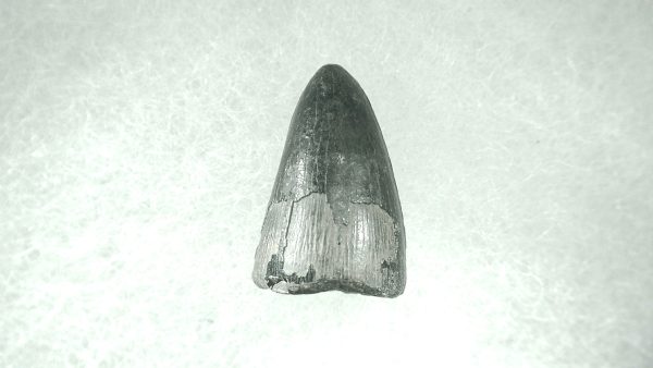 Genuine Pleistocene Alligator Tooth for Sale from Florida #41a