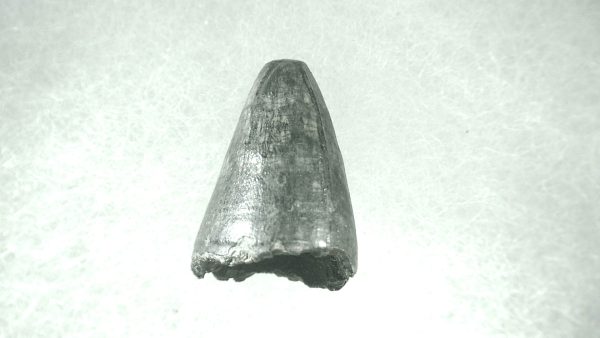 Genuine Pleistocene Alligator Tooth for Sale from Florida #42