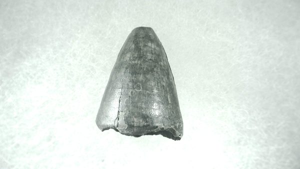 Genuine Pleistocene Alligator Tooth for Sale from Florida #42a