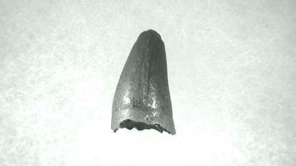 Genuine Pleistocene Alligator Tooth for Sale from Florida #43a