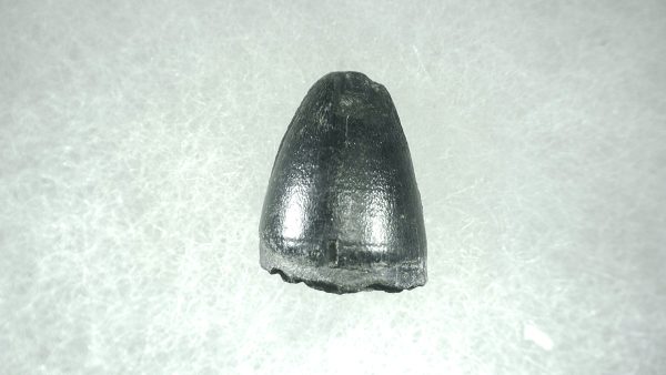 Genuine Pleistocene Alligator Tooth for Sale from Florida #44