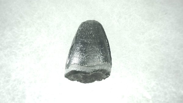 Genuine Pleistocene Alligator Tooth for Sale from Florida #44a