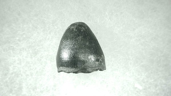 Genuine Pleistocene Alligator Tooth for Sale from Florida #45a