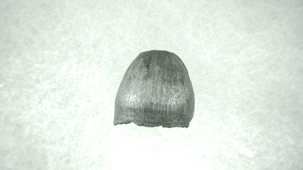 Genuine Pleistocene Alligator Tooth for Sale from Florida #46a