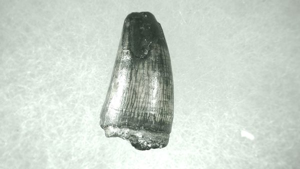 Genuine Pleistocene Alligator Tooth for Sale from Florida #47