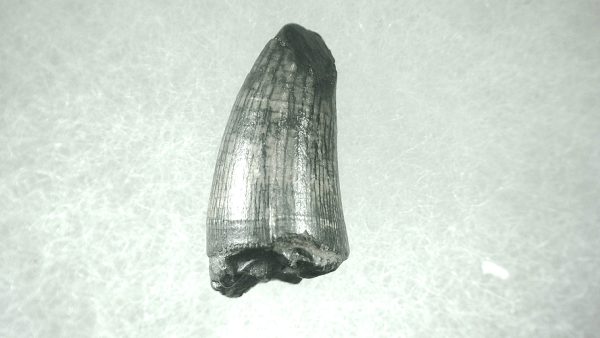 Genuine Pleistocene Alligator Tooth for Sale from Florida #47a