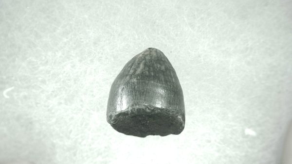 Genuine Pleistocene Alligator Tooth for Sale from Florida #48