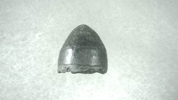 Genuine Pleistocene Alligator Tooth for Sale from Florida #48a