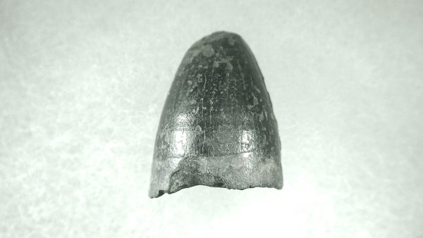 Genuine Pleistocene Alligator Tooth for Sale from Florida #4a