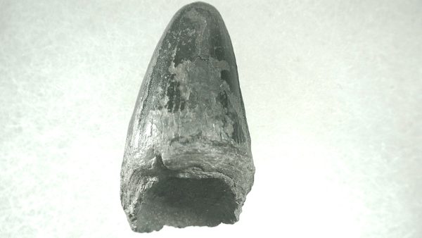 Genuine Pleistocene Alligator Tooth for Sale from Florida #5