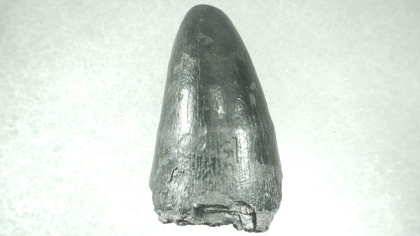 Genuine Pleistocene Alligator Tooth for Sale from Florida #5a