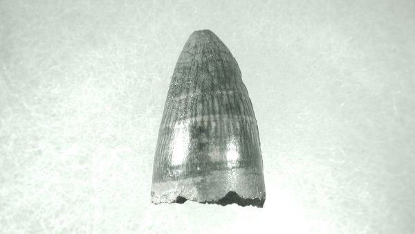 Genuine Pleistocene Alligator Tooth for Sale from Florida #6