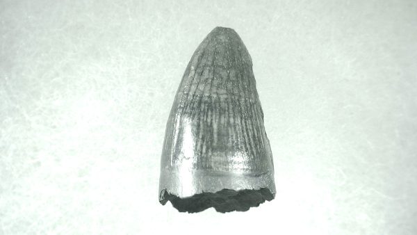 Genuine Pleistocene Alligator Tooth for Sale from Florida #6a