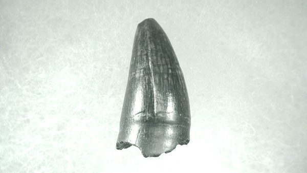 Genuine Pleistocene Alligator Tooth for Sale from Florida #7